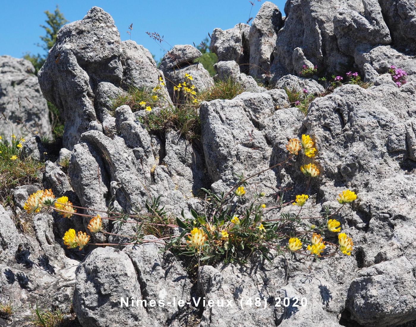 Kidney Vetch plant